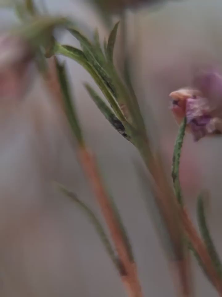 ArborTree 100% Mulberry Silk Unisex Baby Spring/Fall Wavy Pattern Knit Long-Sleeve Romper—Soft Against the Skin